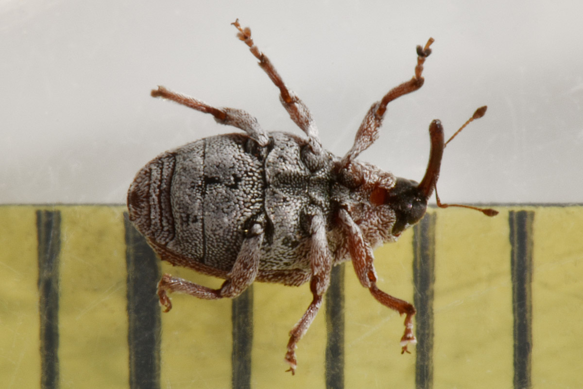 Curculionidae: Coeliodes sp.?  No, Pseudocoeliodes rubricus